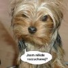 Pejsci :-) 1